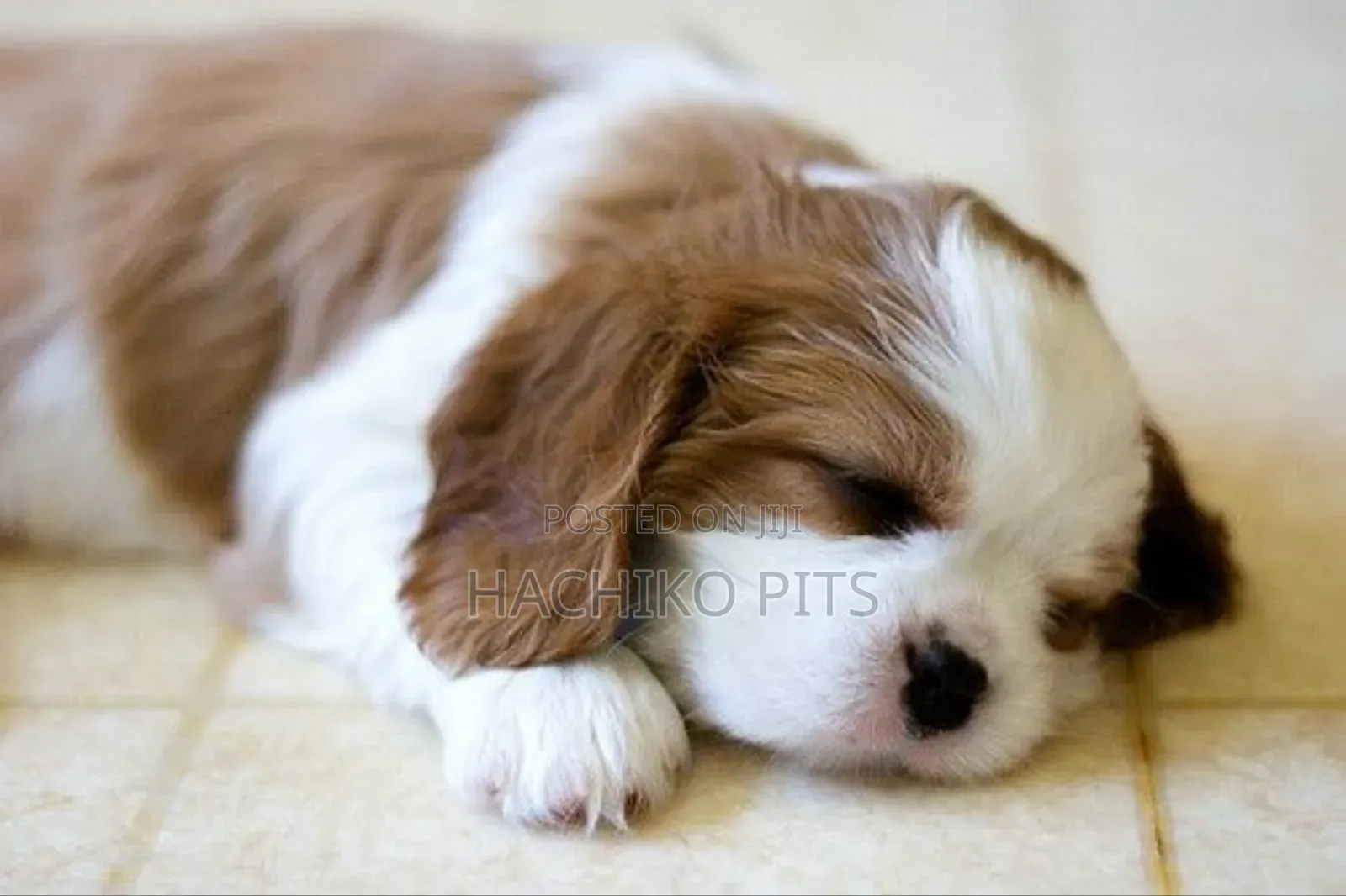 1-3 months Male Purebred Shih Tzu