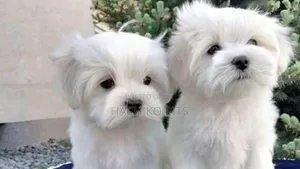 Photo - 1-3 months Male Purebred Maltese