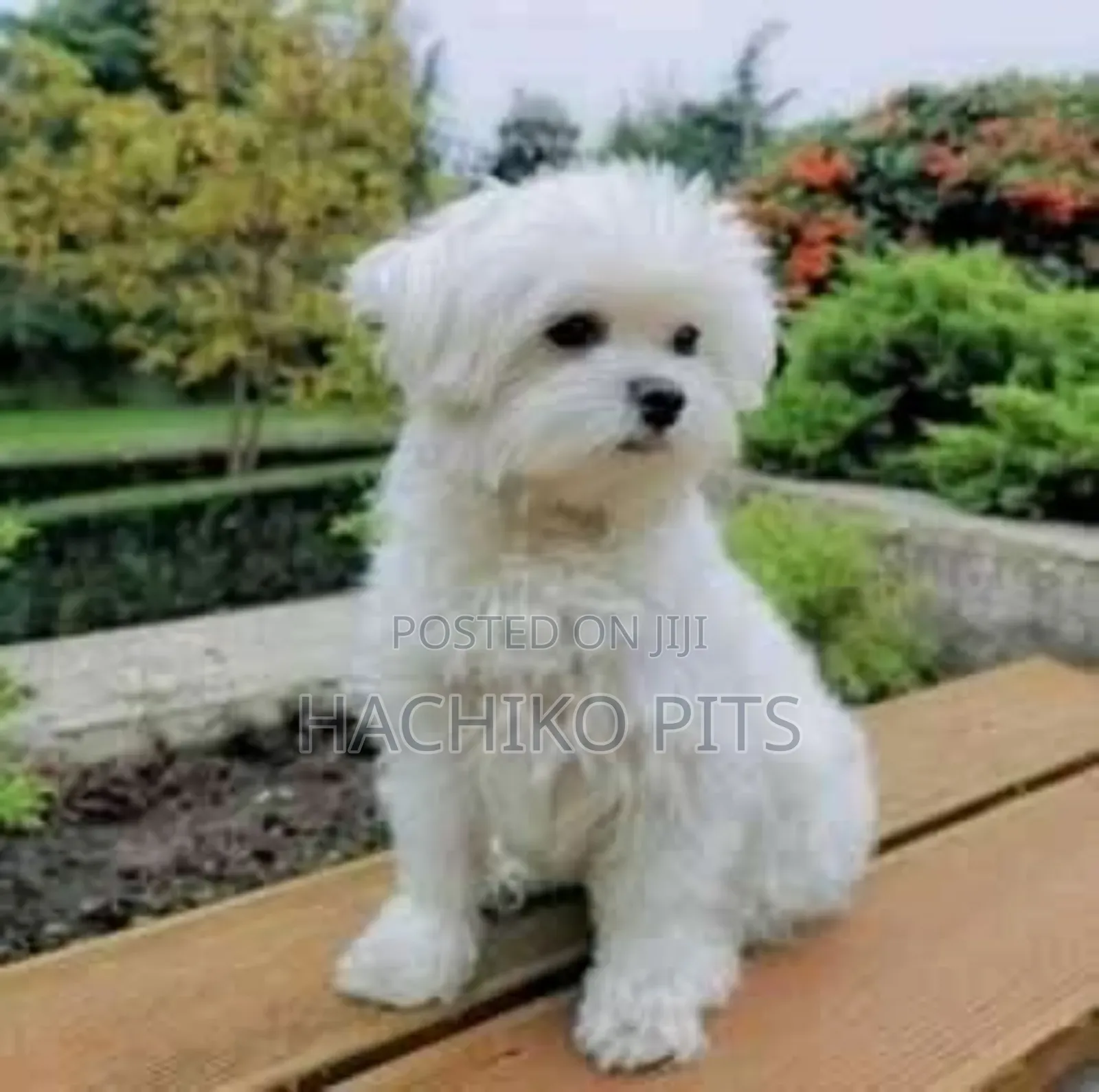 3-6 months Male Purebred Maltese