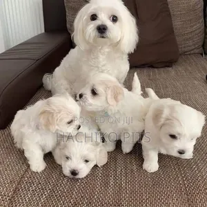 Photo - 1-3 months Male Purebred Maltese