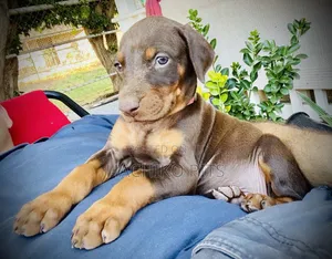 Photo - 1-3 months Male Purebred Doberman Pinscher