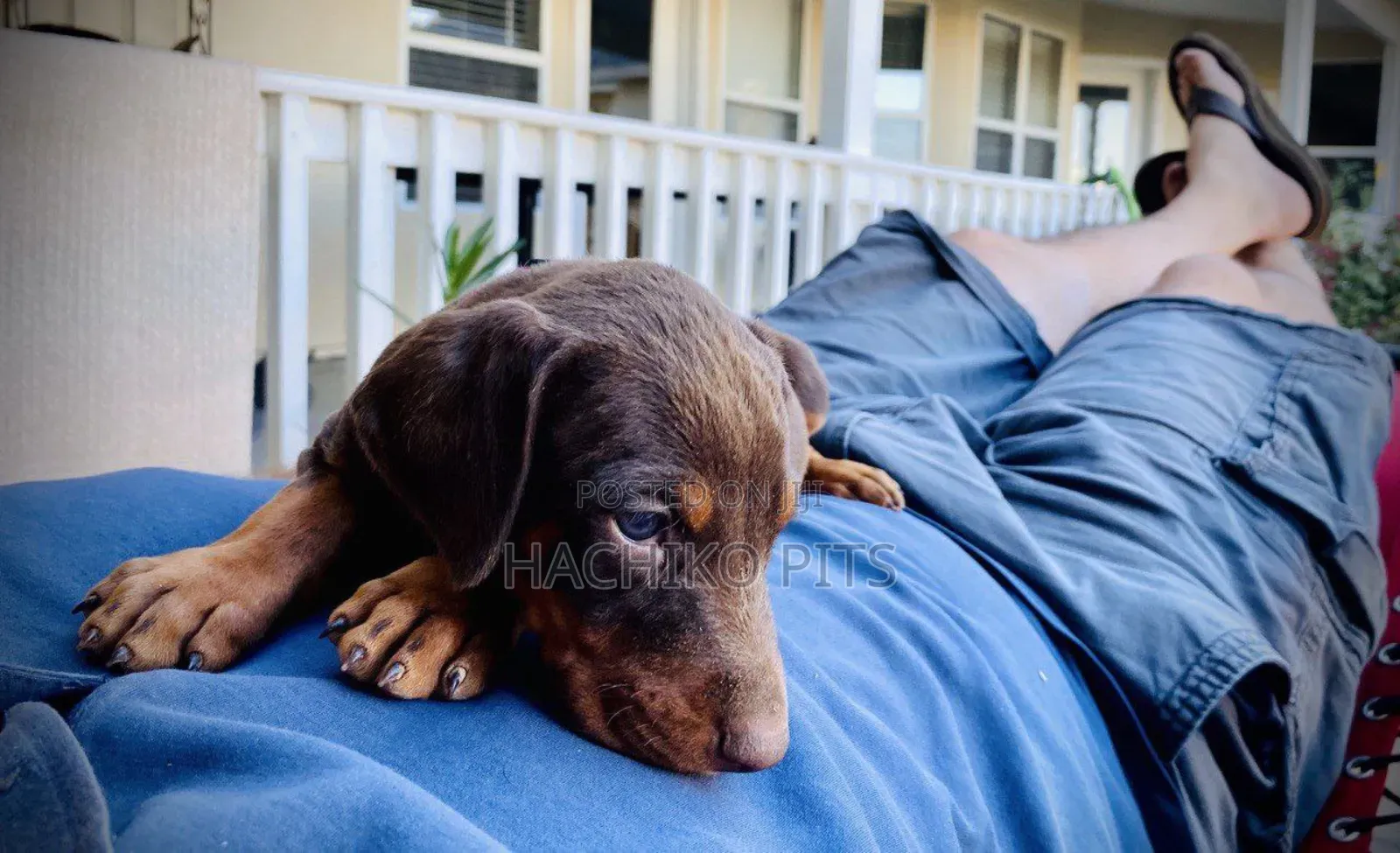 1-3 months Male Purebred Doberman Pinscher