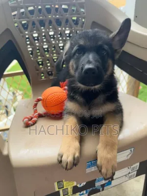 1-3 months Male Purebred German Shepherd
