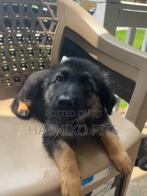 Photo - 1-3 months Male Purebred German Shepherd