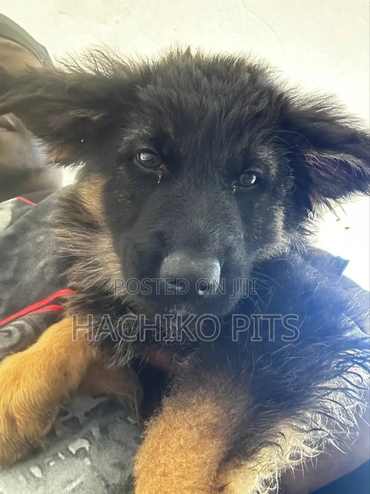 1-3 months Male Purebred German Shepherd