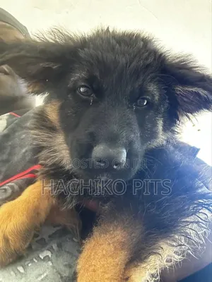 Photo - 1-3 months Male Purebred German Shepherd