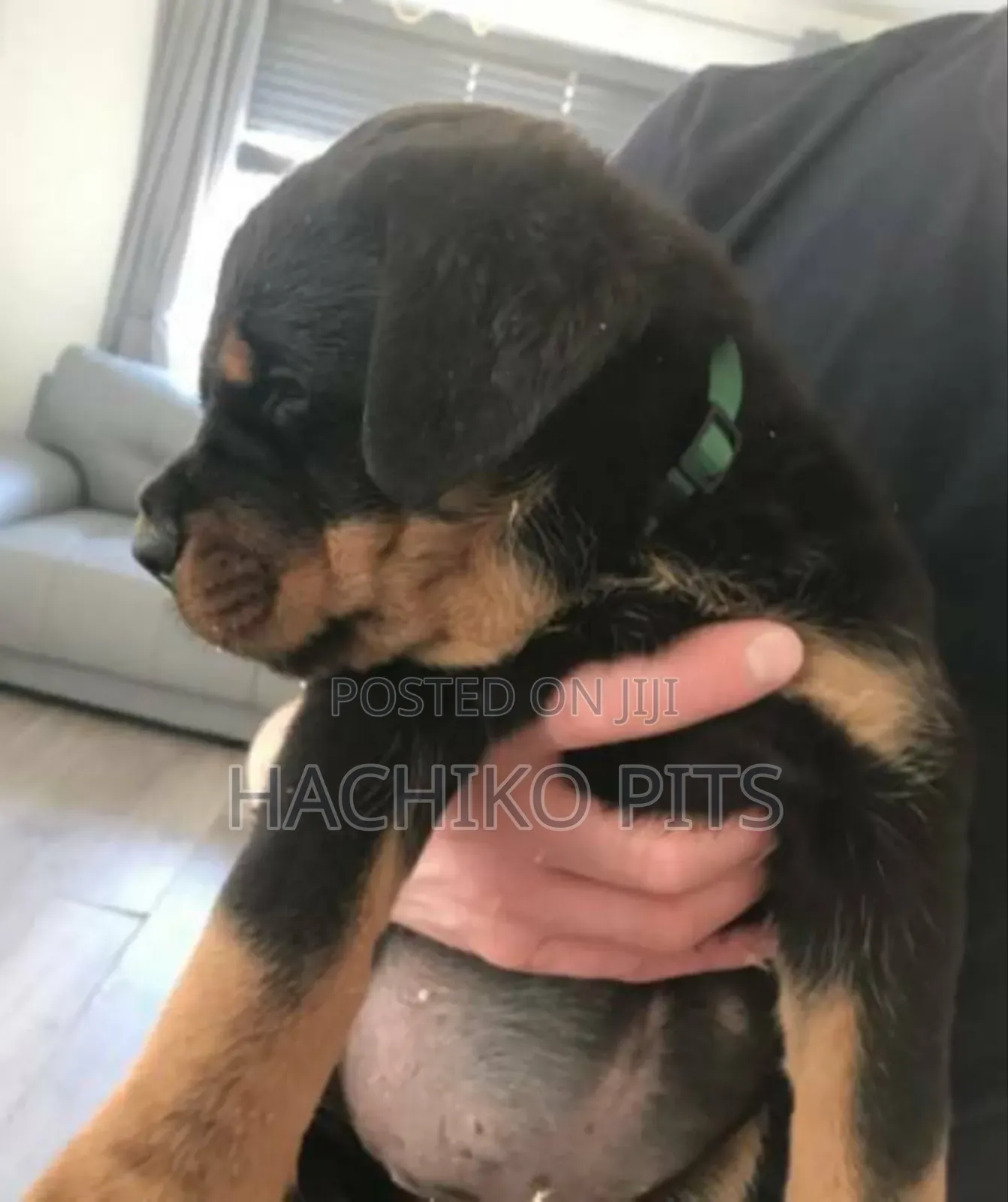 1-3 months Male Purebred Rottweiler