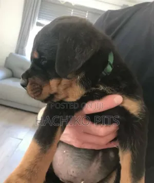 Photo - 1-3 months Male Purebred Rottweiler
