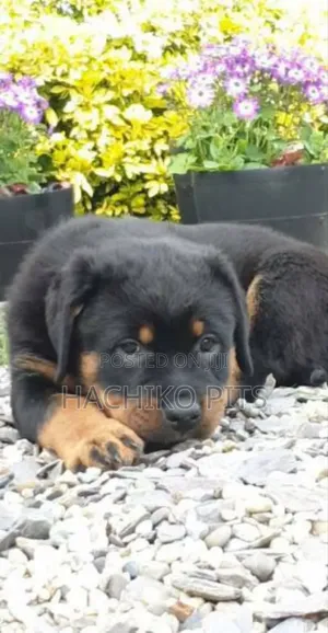 Photo - 1-3 months Male Purebred Rottweiler