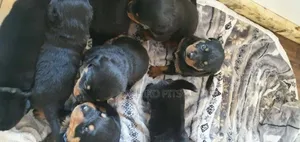 Photo - 1-3 months Male Purebred Rottweiler