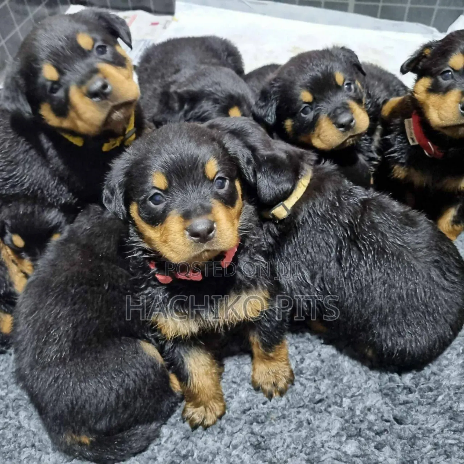 1-3 months Male Purebred Rottweiler