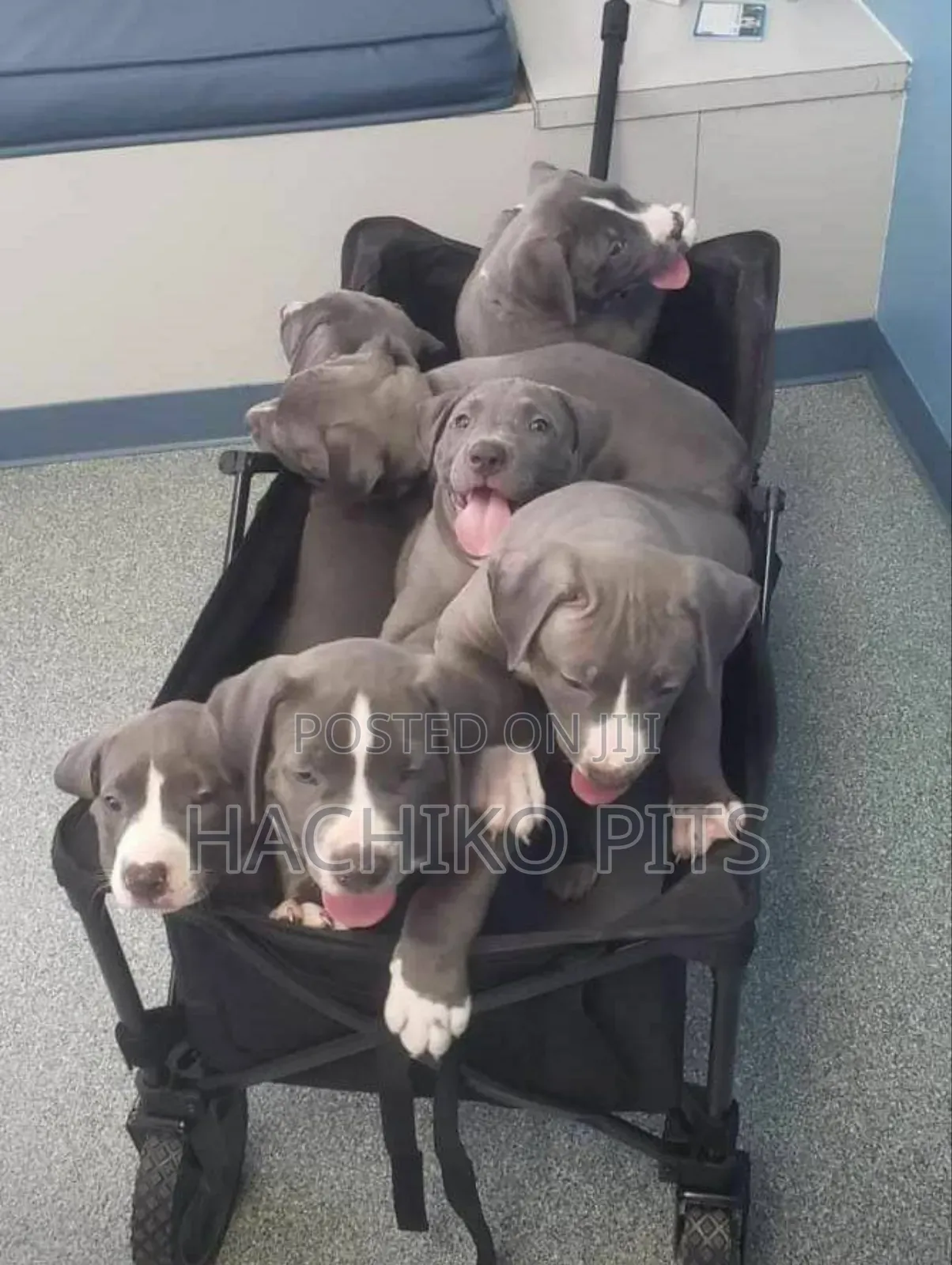 1-3 months Male Purebred American Pit Bull Terrier