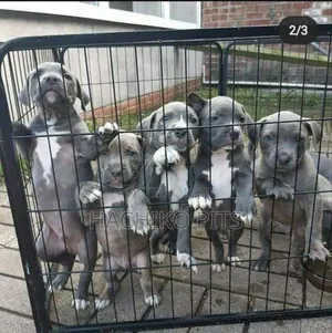 Photo - 1-3 months Male Purebred American Pit Bull Terrier