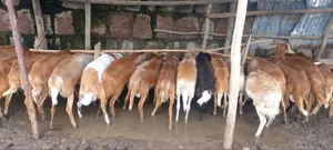 Shenen Agr. Business