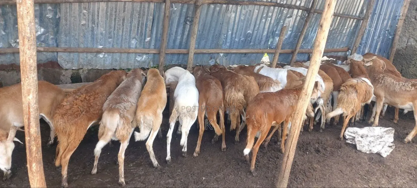 Shenen Agr. Business