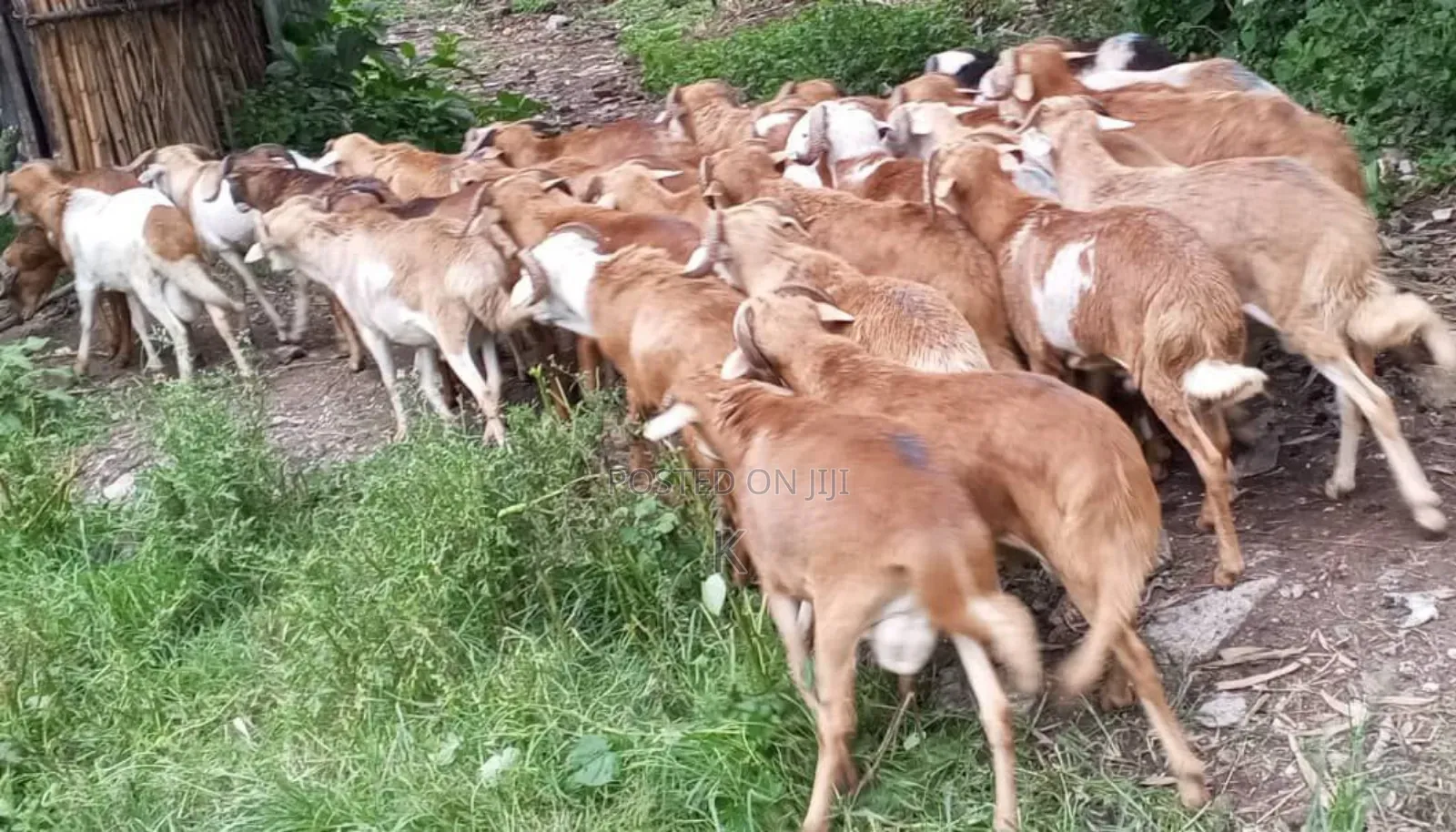 Shenen Agr. Business