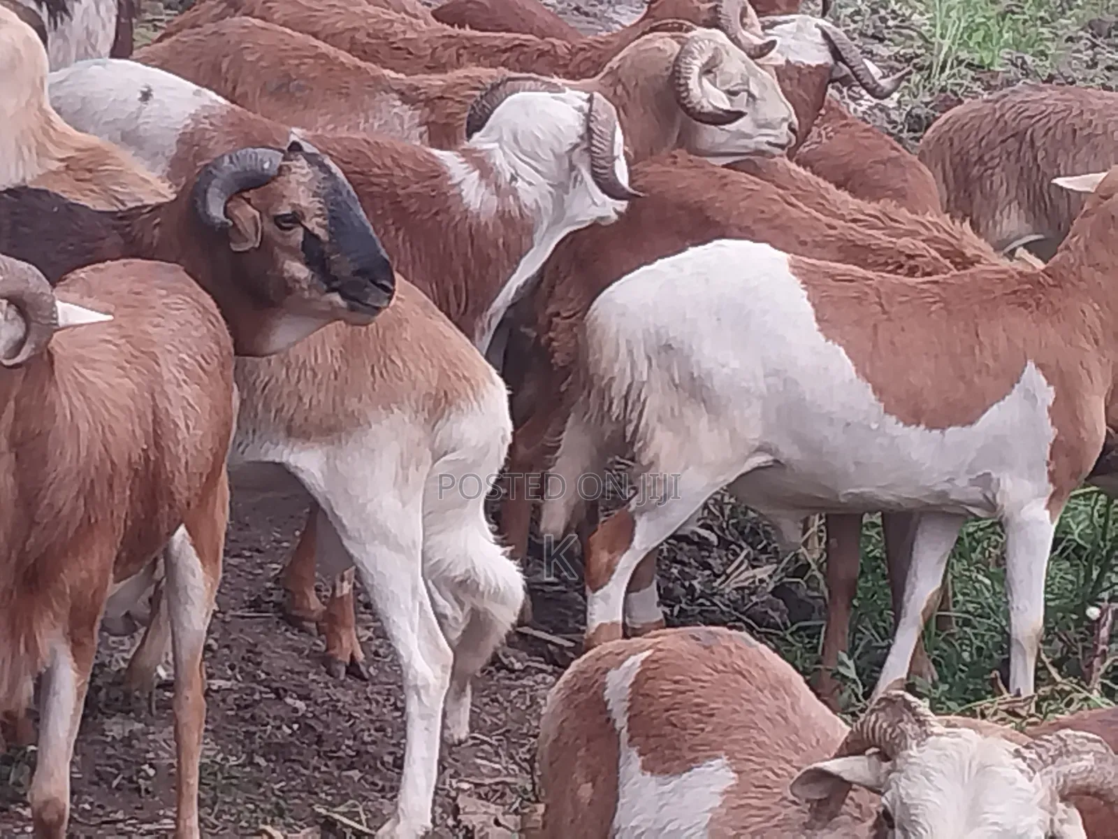 Shenen Agr. Business