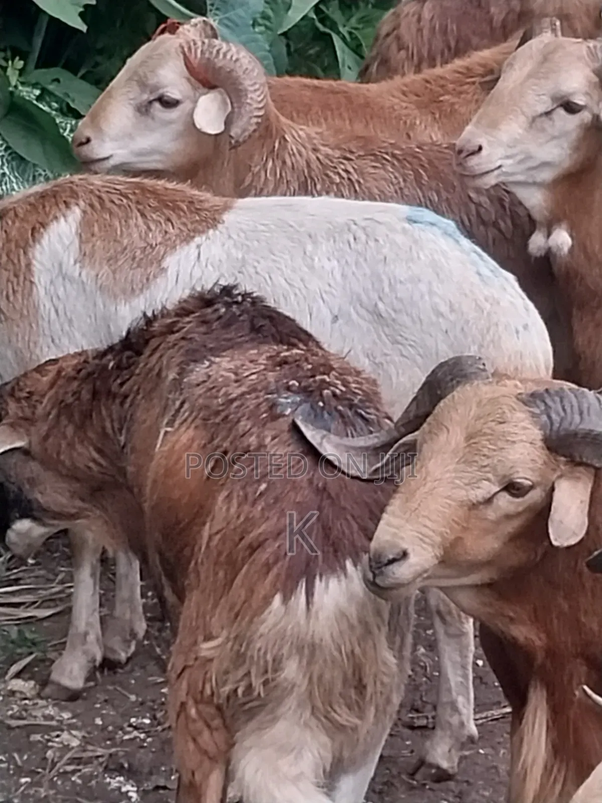 Shenen Agr. Business