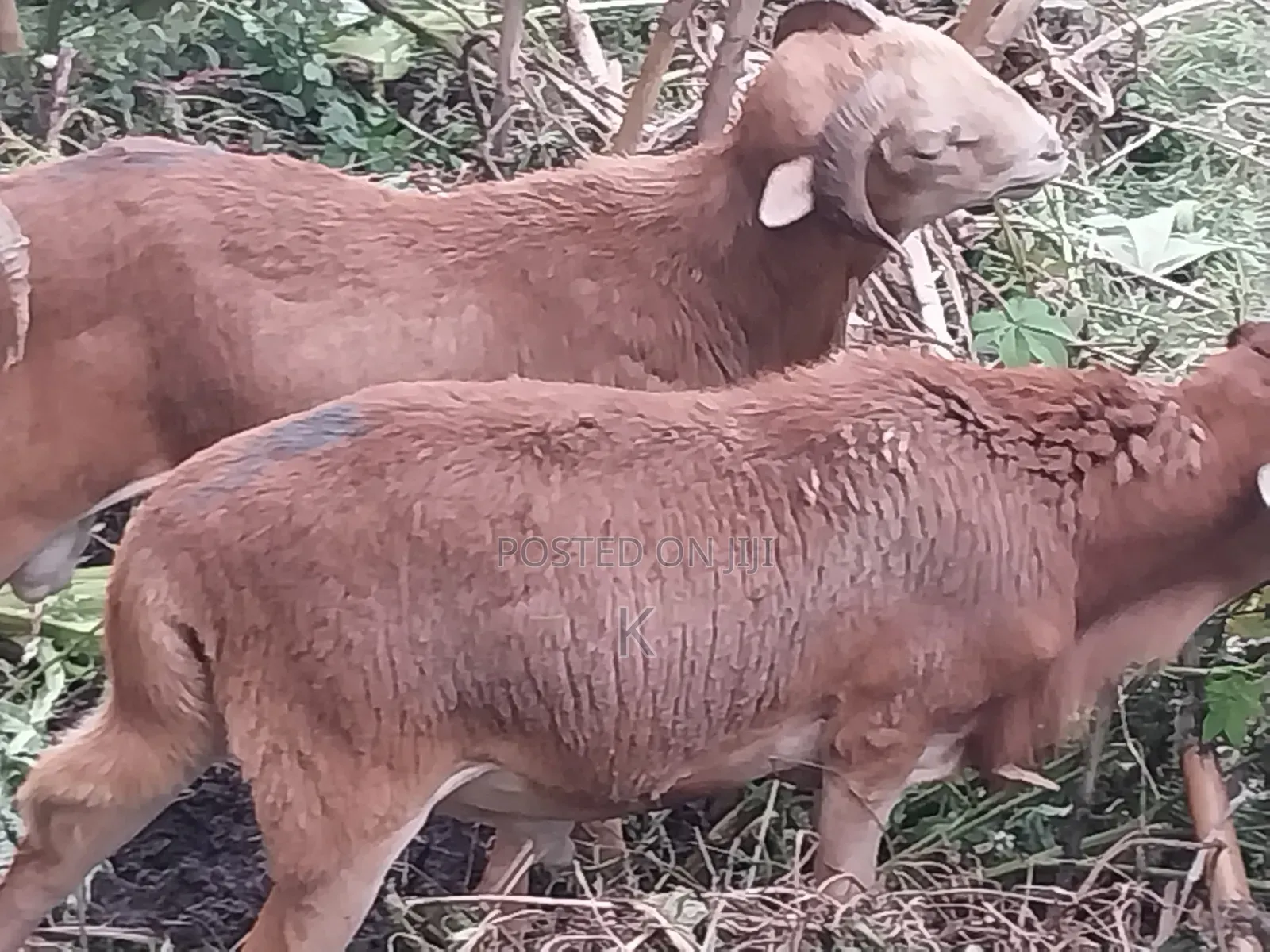 Shenen Agr. Business