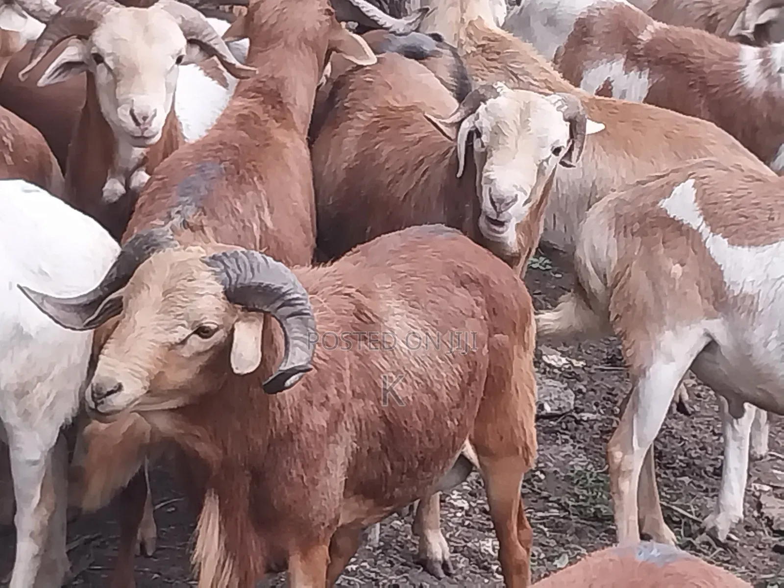 Shenen Agr. Business