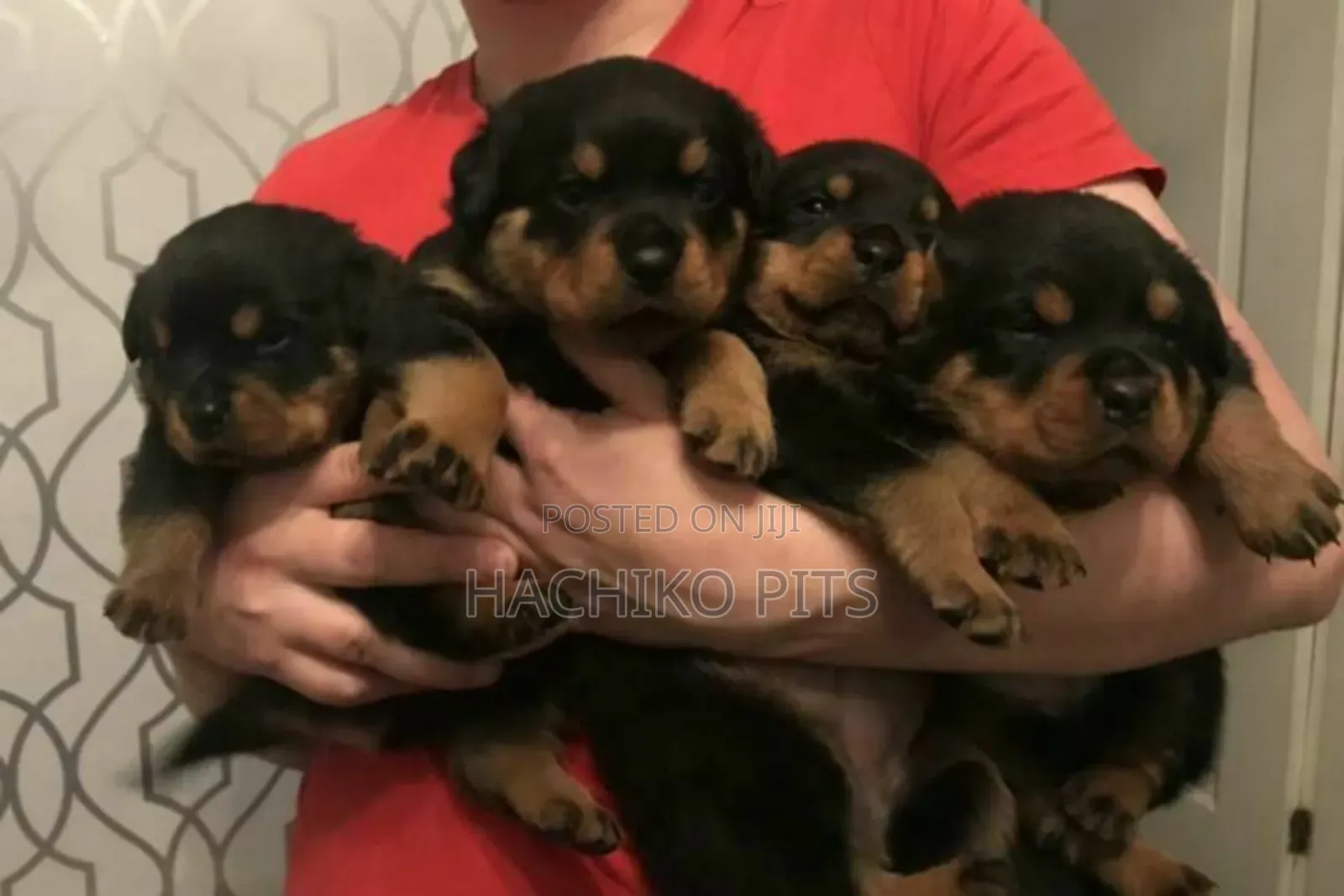 1-3 months Male Purebred Rottweiler