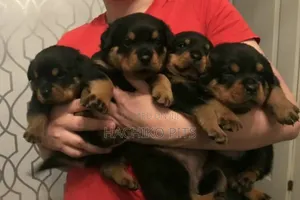 Photo - 1-3 months Male Purebred Rottweiler