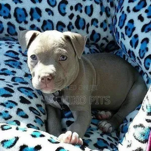 Photo - 1-3 months Male Purebred American Pit Bull Terrier