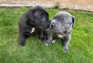 Photo - 1-3 months Male Purebred American Pit Bull Terrier