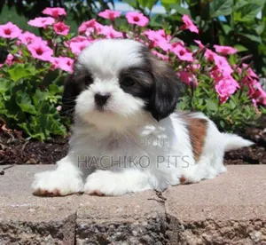 Photo - 1-3 months Male Purebred Maltese
