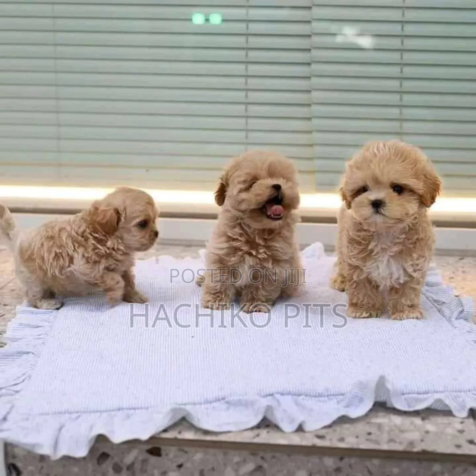 1-3 months Male Purebred Maltese