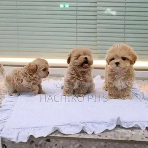 Photo - 1-3 months Male Purebred Maltese