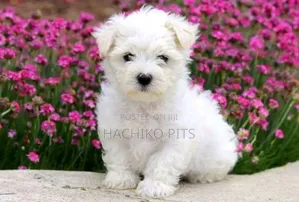 Photo - 1-3 months Male Purebred Maltese