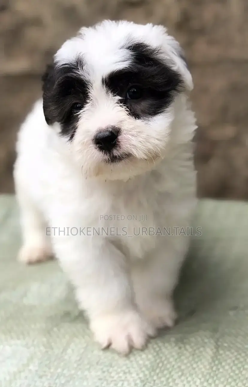 1-3 months Male Mixed Breed Maltese