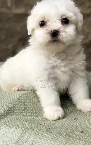 Photo - 1-3 months Male Mixed Breed Maltese