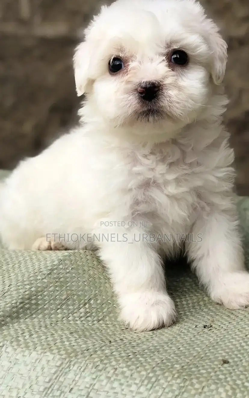 1-3 months Male Mixed Breed Maltese