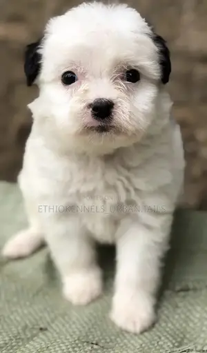 1-3 months Male Mixed Breed Maltese