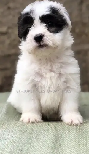 1-3 months Male Mixed Breed Maltese