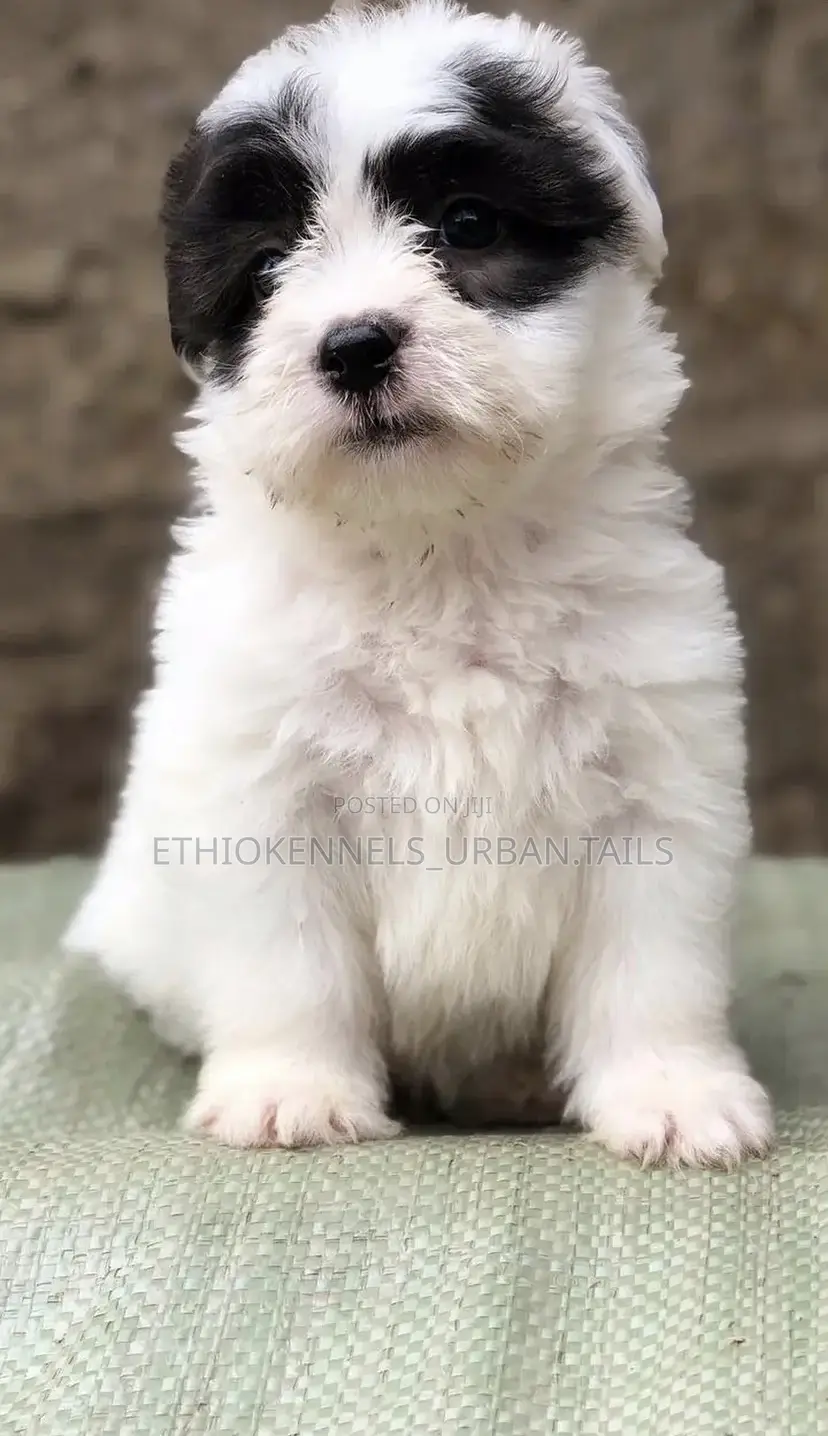 1-3 months Male Mixed Breed Maltese