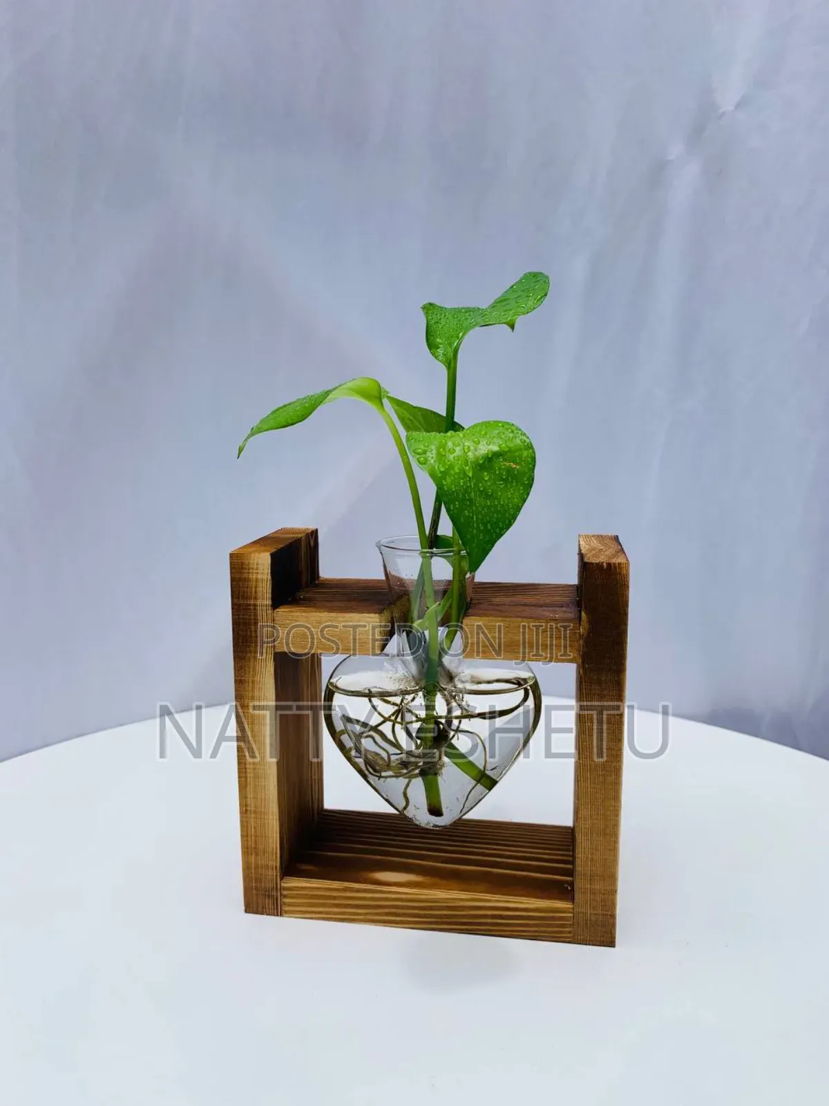 Water Plant With Fancy Vase