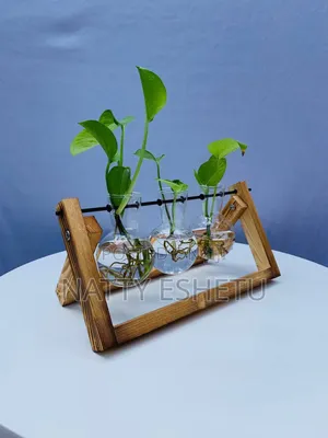 Water Plant With Fancy Vase