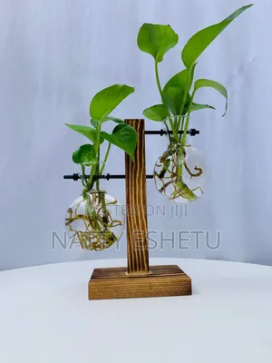 Water Plant With Fancy Vase