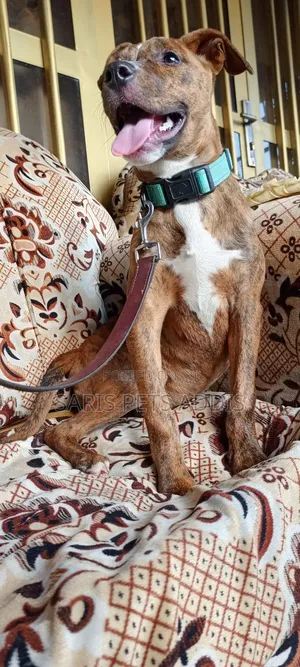 1-3 months Female Purebred American Pit Bull Terrier