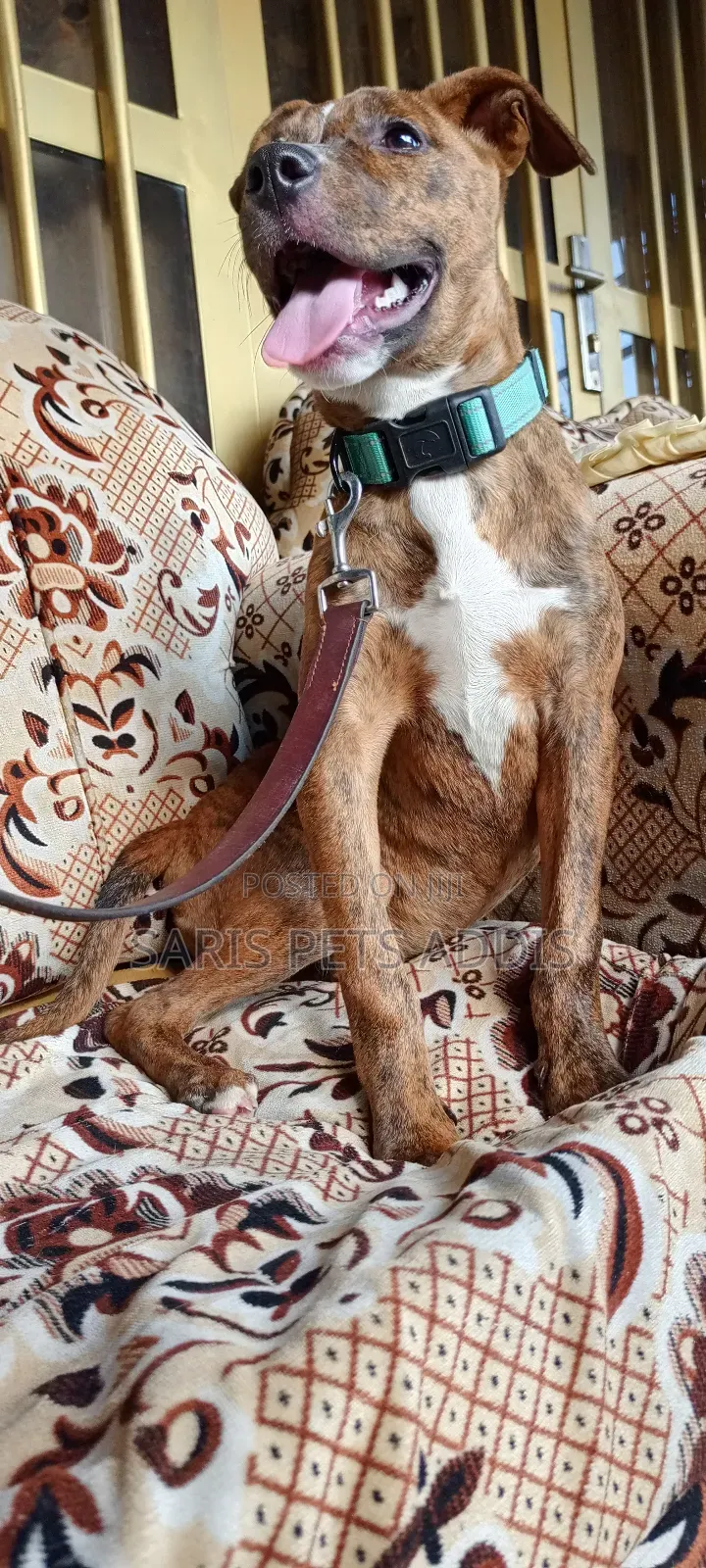 1-3 months Female Purebred American Pit Bull Terrier