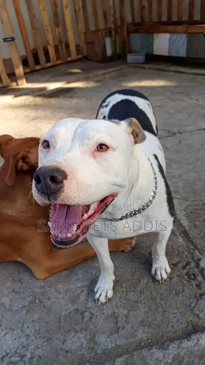 Photo - 1-3 months Female Purebred American Pit Bull Terrier