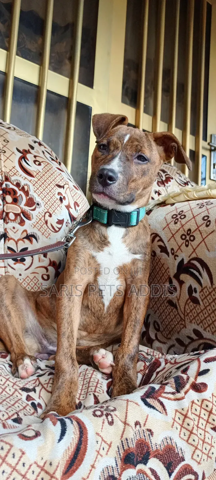 1-3 months Female Purebred American Pit Bull Terrier