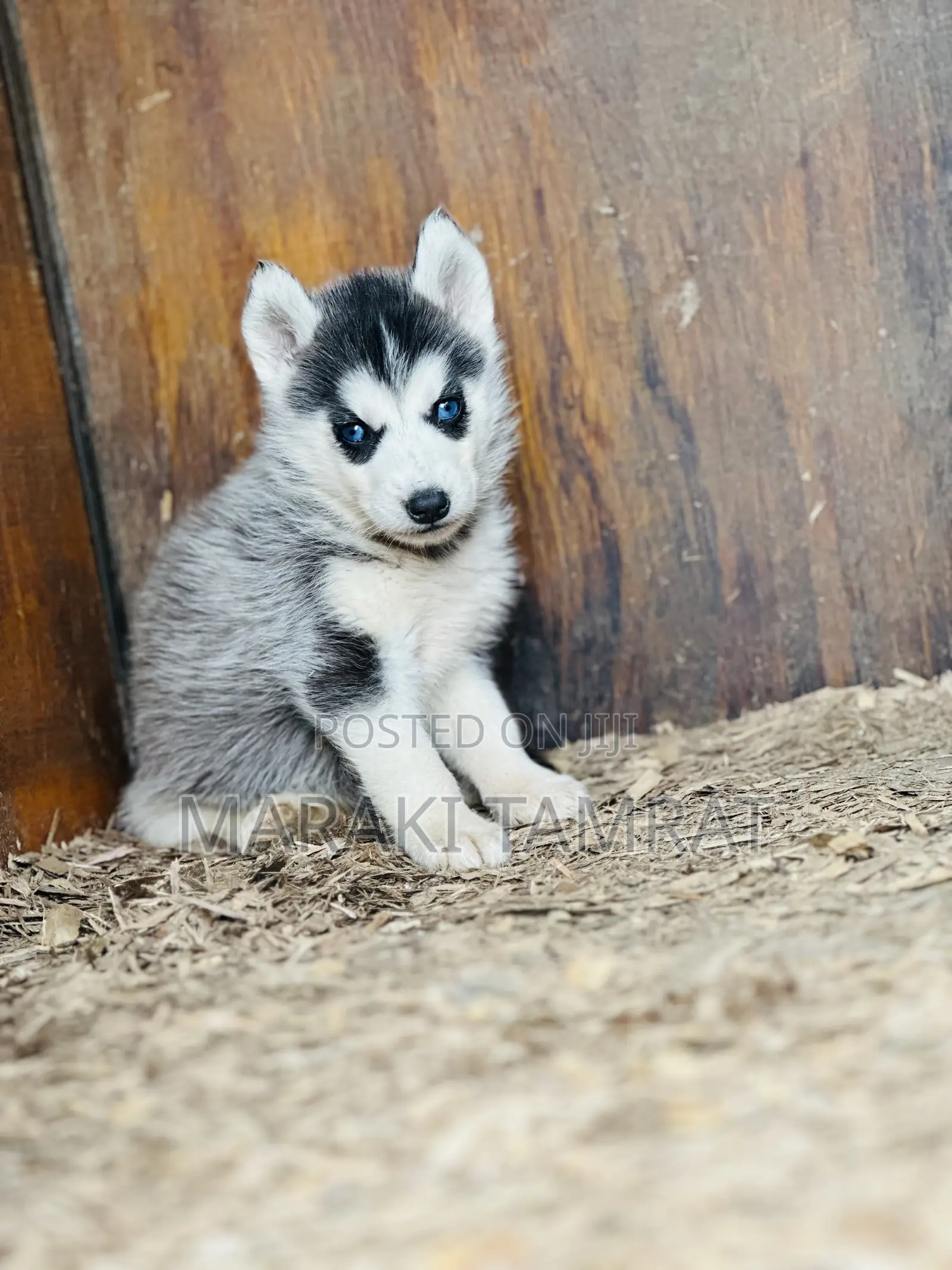 1-3 months Female Purebred Siberian Husky