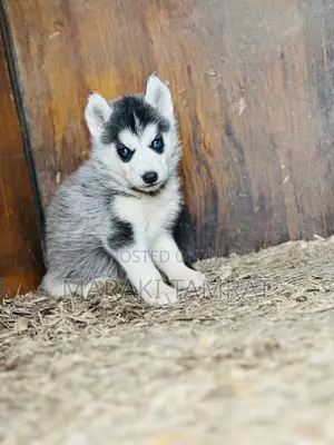 Photo - 1-3 months Female Purebred Siberian Husky