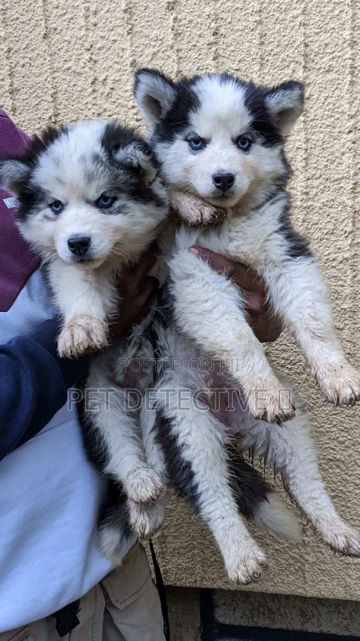 1-3 months Male Purebred Siberian Husky