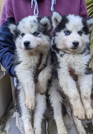 Photo - 1-3 months Male Purebred Siberian Husky