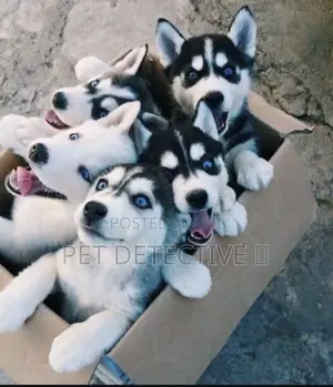 Photo - 1-3 months Male Purebred Siberian Husky